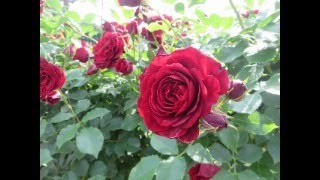Download lagu エルガー『威風堂々』Elgar-Pomp and Circumstance 京成バラ園 2022-5-18 Keisei Rose Garden in Yachiyo, Chiba, Japan mp3 Download lagu エルガー『威風堂々』Elgar-Pomp and Circumstance 京成バラ園 2022-5-18 Keisei Rose Garden in Yachiyo, Chiba, Japan mp3