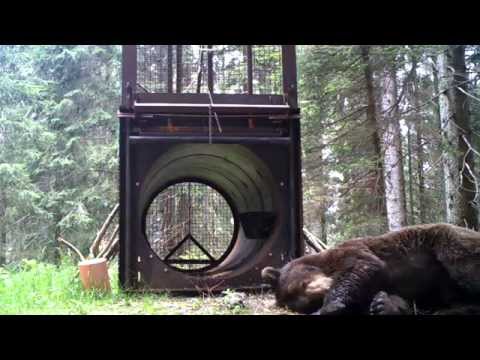 L'orso "mangiatore di esche" - continua a rotolarsi