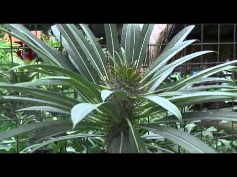 download lagu mp3 mp4 Clip Art Gardening Free Download, download mp3 Clip Art Gardening Free Download free download, download mp3 Clip Art Gardening Free Download