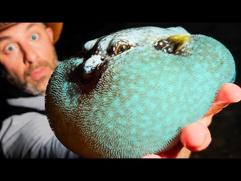 Searching for CREEPY Tide Pool Creatures at Night!