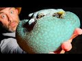 CAUGHT Dangerous Blue Bloated