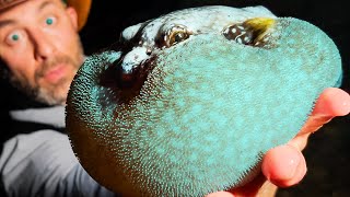 Searching for CREEPY Tide Pool Creatures at Night!