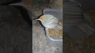 Download lagu Prenjak cemlir jinak ... mp3