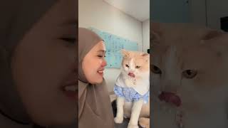Download lagu Abang pororo mode pasrah 🤣 #kucingpororo #shorts #inipororo mp3