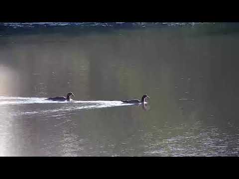 Djuma: Egyptian Goose family - 07:30 - 04/30/20