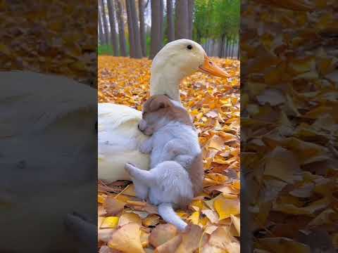 Friendship / puppy and duck . A beautiful moment #365 - #shorts