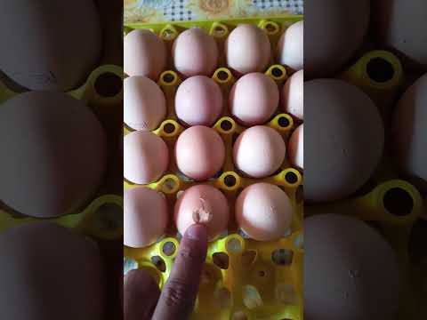 Recebendo uma remessa de ovos dos criatórios Capim Branco MG e Criatório lima PR 