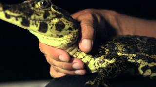 400 Lb Super Stinger