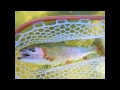 Fly Fishing New Mexico's San Juan River 