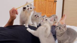 The kitten siblings who wouldn't let their owner sleep were just too cute!