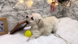 ハーフ犬の動画01