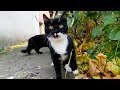 Tuxedo Cat Meowing Loudly While Waiting For Food