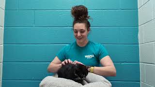 VBSPCA Extends Healing Gift to Victoria