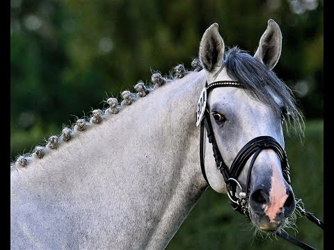 Catch von Worrenberg, Holst, geb. 2018, Catch x Caretino,171 cm, Hengst, gekört, mehrfach A gewonnen