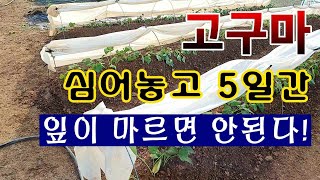 [텃밭농부. 1,050]  고구마 심고 3일째 잎을 보호하는 과정소개 #고구마재배
