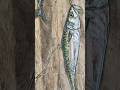 Massive 5 foot Mackerel Painting! #art #fishing #newengland