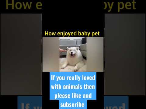 @babydog #animl #animallover #bestanimal #babydoge #dog #youtube shorts #shortvideo #funny #shoerts