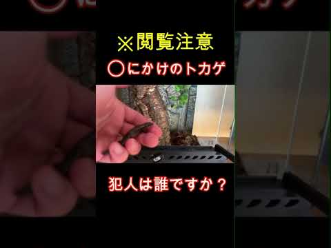 IUCN分類における絶滅の危険性を示す図。