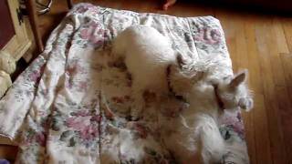 Rupert & Gracie Playing 3