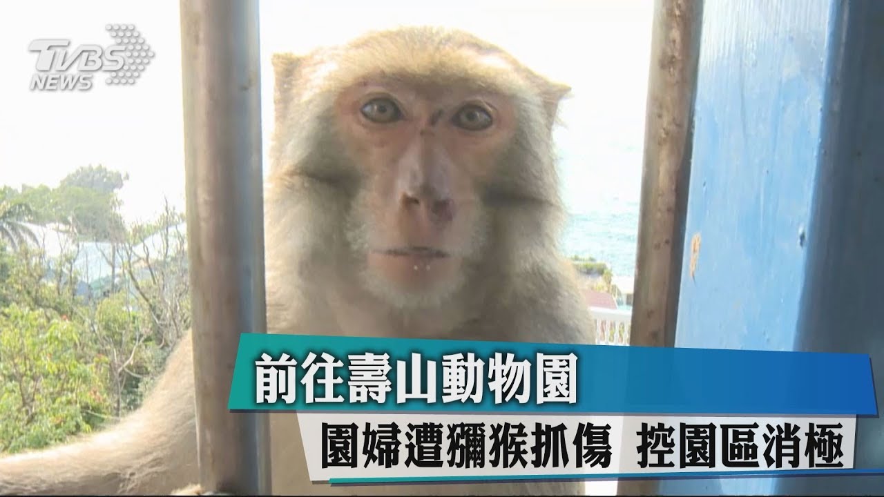 前往壽山動物園婦遭獼猴抓傷 控園區消極