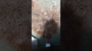 how to get red juice out of carpets legit wow