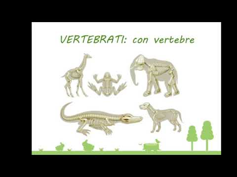 ANIMALI VERTEBRATI E INVERTEBRATI - Scuola primaria