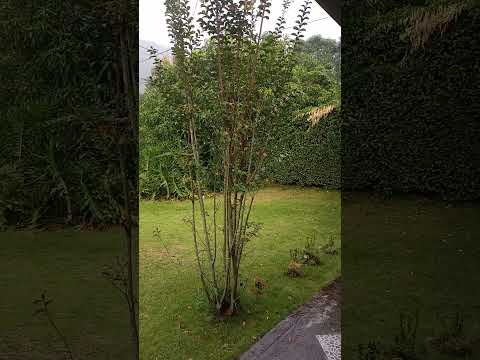 Lluvia Rica Pinchote Santander