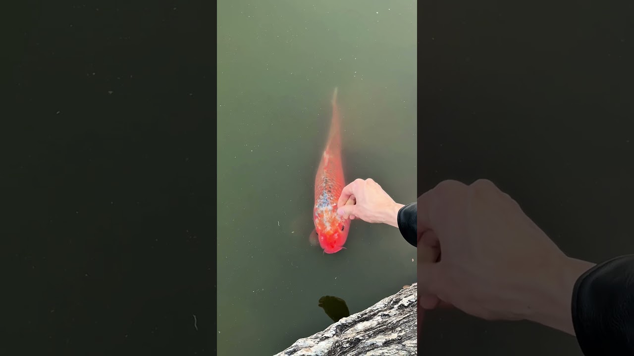 Свидание в Токио