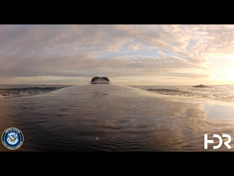 Navy Marine Species Monitoring :: NARW tagging video