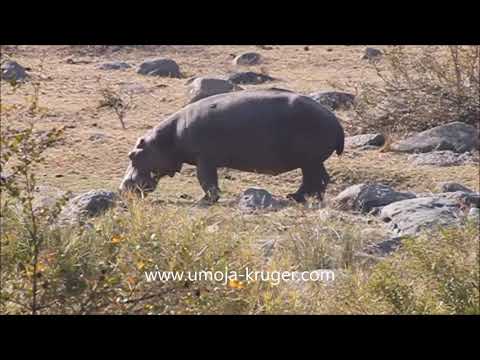 hippo grazing - join us a virtual safari in the kruger park