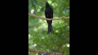 Download lagu suara burung srigunting kantil gacor alam #birds #birdsounds #birdslover #shortvideo #shorts mp3
