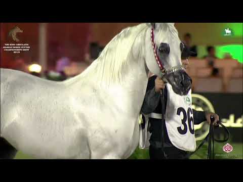 N 365 BATTAR II   KAAHC 2019   Stallions 10+ Years Old Class 12