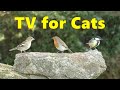 Cat TV ~ Birds on The Big Rock ⭐ 4 HOURS ⭐