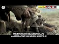 FILM SURVIVAL PALING SERU Review Film ALPHA