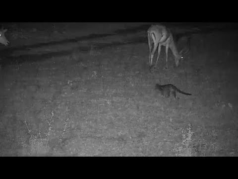 Djuma: Genet and Impala rams - 22:13 - 12/25/19