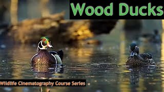 Revealing the secret life of Wood Ducks