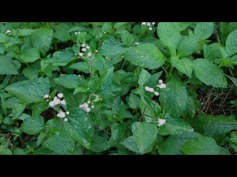 Powerful Herb: Bath your children with this Herb every month and no one can bring them down.