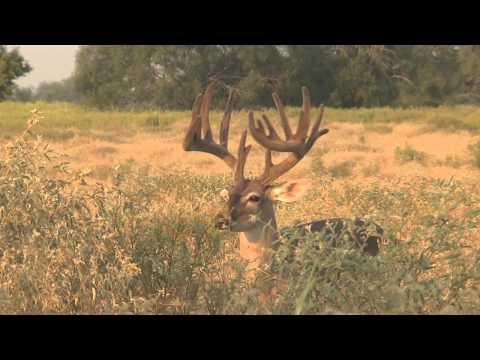 Summer Abundance and Ample Rain Develop Great Antlers