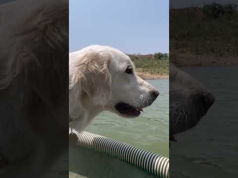 Kayaking + birthday vlog up now. #adventuredogs #adrenalinerush #funwithdogs #unique