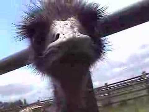 Emu Attack