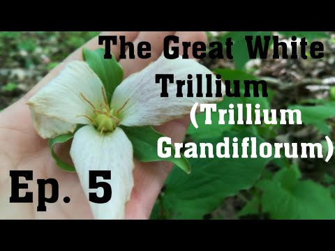 Southern Ontario's Native Plants & Wildflowers || Ep. 5 The Great White Trillium