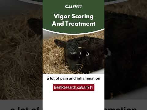 VIGOR scoring and treatment for newborn calves   #calving #calf911   #beefcattle  #calvingseason