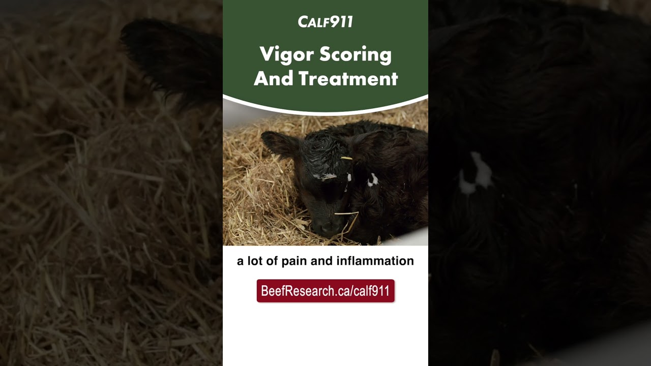 VIGOR scoring and treatment for newborn calves   #calving #calf911   #beefcattle  #calvingseason