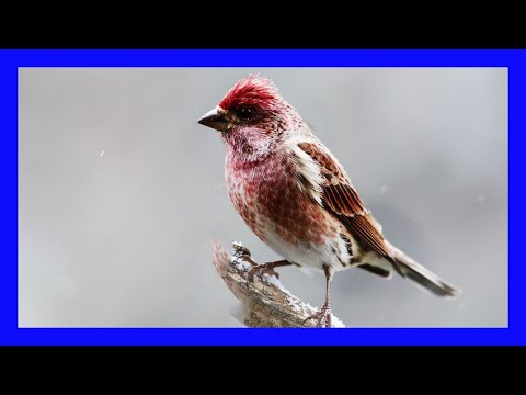 Červenák purpurový (Haemorhous purpureus) — spev a hlas v prírode