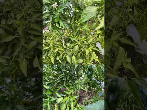 果樹の根元にある野菜は何ですか？豊かな収穫のための適切な組み合わせ  庭園