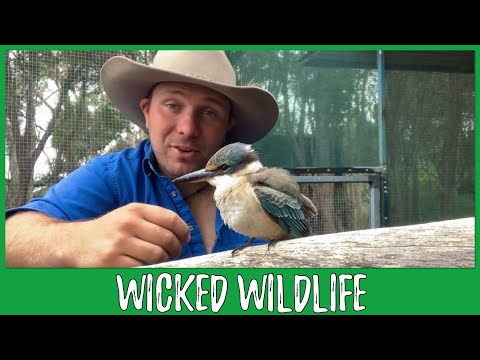 The Sacred King Fisher