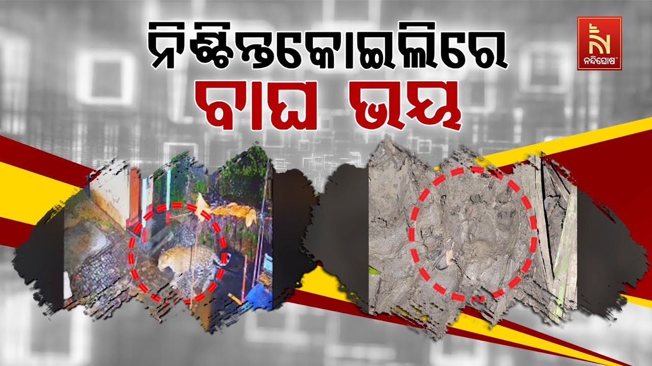 🔴 Live | ନିଶ୍ଚିନ୍ତକୋଇଲିରେ ବାଘ ଭୟ | Tiger Terror in Nischintakoili | CCTV Footage of Tiger | Bre