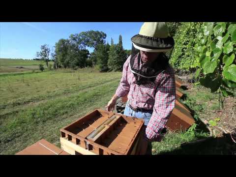 comment traiter une ruche