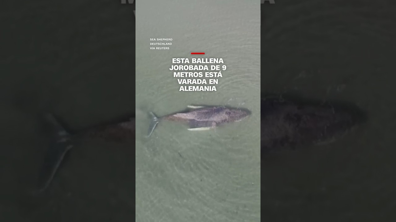 Esta ballena jorobada de 9 metros está varada en Alemania