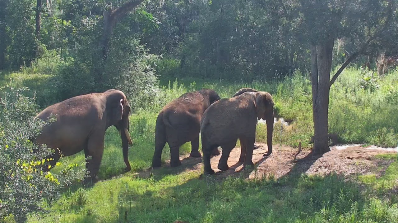 EleCam - Elephant Refuge North America, Attapulgus, Georgia